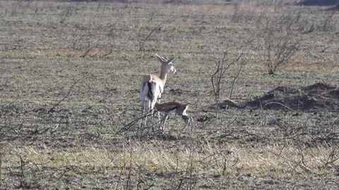 Birth of Thomson Gazelle Stock Footage 125495666
