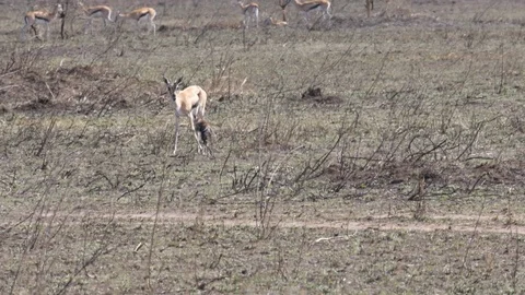 Birth of Thomson Gazelle Stock Footage 125496510