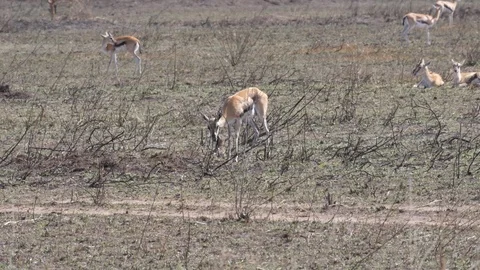 Birth of Thomson Gazelle Stock Footage 125496845