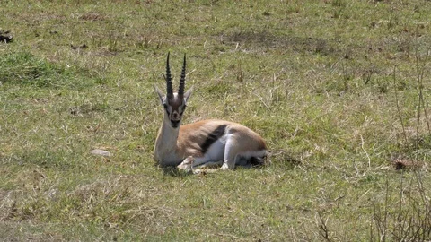 Birth of Thomson Gazelle Stock Footage 125497693
