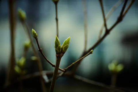 The birth of tree leaves Stock Photos