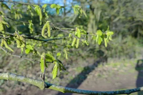 Birth tree Stock Photos