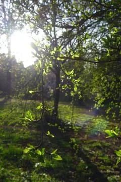 Birth tree Foto stock