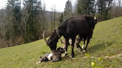 Birth of a twin baby goats Stock Footage 107151553