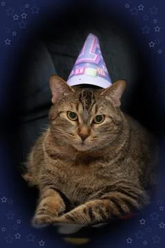 Birthday Cat Stock Photos