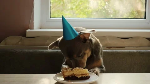 Birthday dog. Cap on the head. Stock Footage 160570851
