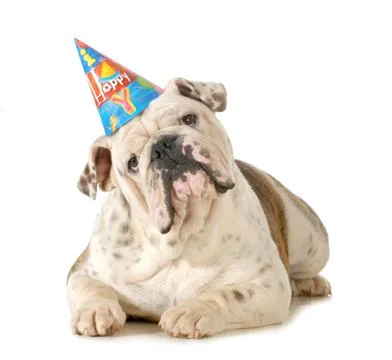 Birthday dog Stock Photos