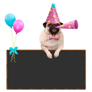 Birthday dog Stock Photos