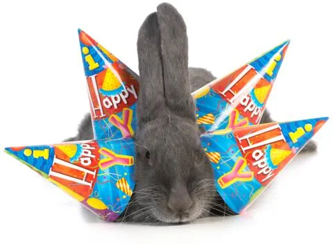 Birthday rabbit Stock Photos