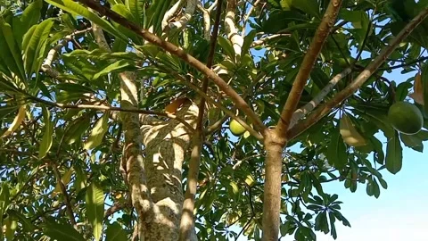 The bisbul tree is lush with fresh green fruit. Stock Footage 340342001