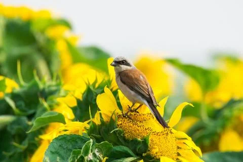 Bishop on sunflower Stock Photos