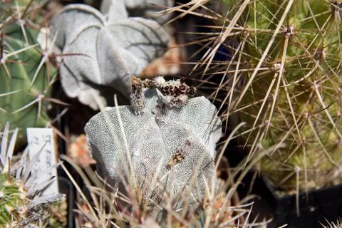 Bishop´s cap cactus Stock Photos