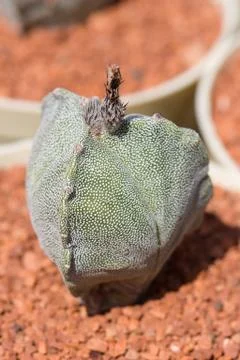 Bishop´s cap cactus Stock Photos