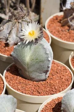 Bishop´s cap cactus Stock Photos