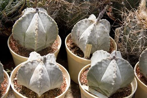 Bishop´s cap cactus Stock Photos