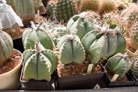 Bishop´s cap cactus Stock Photos