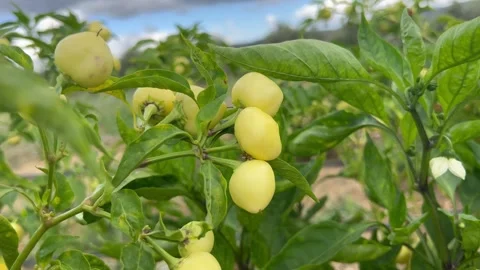 Bishop’s hot crown pepper in a garden under the clouds Stock Footage 337198618