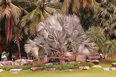 Bismarck palm, native to Madagascar Foto stock
