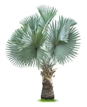 Bismarck palm tree Foto stock