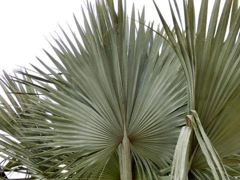 Bismark Palm. Stock Photos