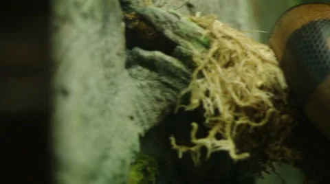 Bismark Ringed Python Stock Footage 8689814