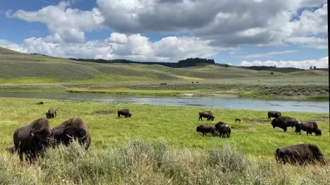 Bison 1 Stock Footage 250542531