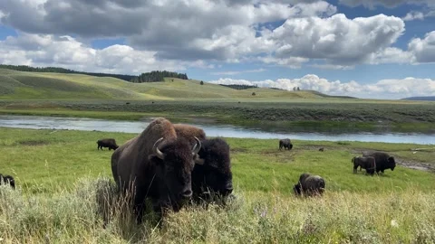 Bison 2 Stock Footage 250542684
