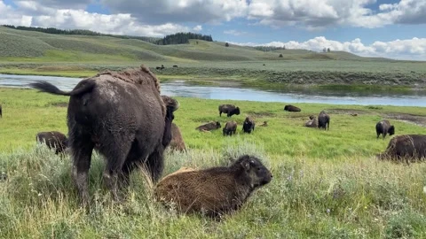Bison 3 Stock Footage 250542680