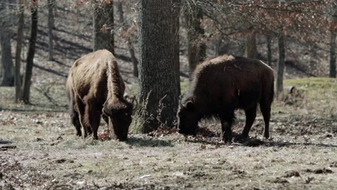 Bison - 3 of them Feeding in Late Winter Stock-Footage 303240387