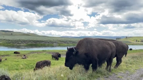 Bison 4 Stock Footage 250542599