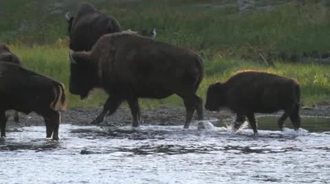 Bison across the Yellowstone Video stock 12033870