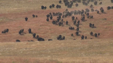 Bison Adult Young Herd Many Running Fall Stampede in South Dakota Stock Footage