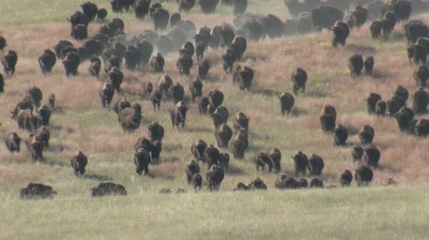 Bison Adult Young Running Stampede Herd Custer State Park Fall Stock Footage