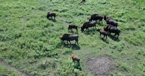 Bison Aerial Stock Footage 99789735