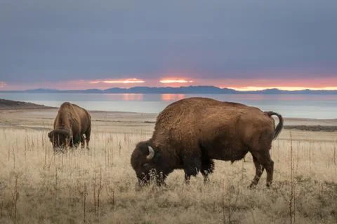 Bison against sunset Foto stock