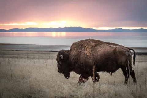 Bison against sunset 写真素材