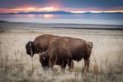 Bison against sunset Foto stock