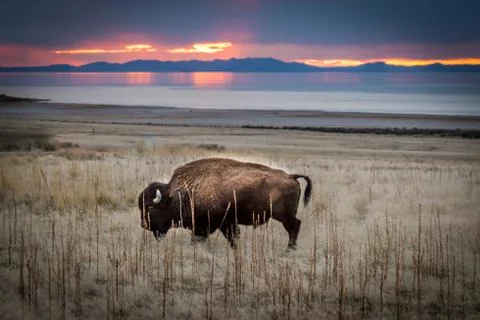 Bison against sunset Stock Photos