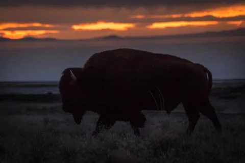 Bison against sunset Stock-Fotos