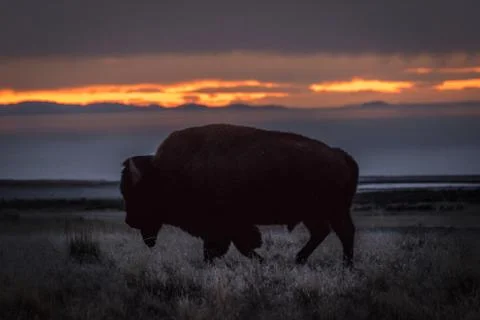 Bison against sunset Foto stock