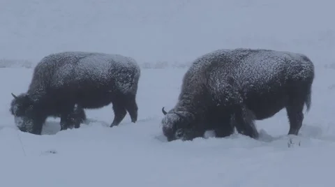 Bison aka Buffalo Foraging in Deep Snow in Yellowstone Park Vidéo 59522214