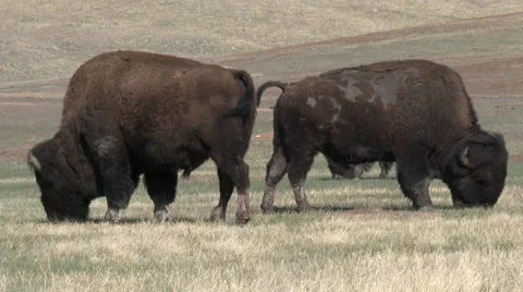 Bison aka Buffalo Grazing in the Great Plains in 4k Stock Footage