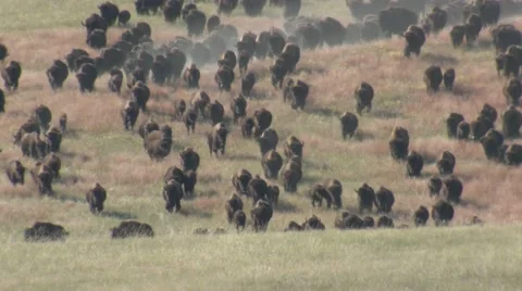 Bison aka Buffalo Large Herd of Animals Running in Stampede in Great Plains Vidéo 43130043