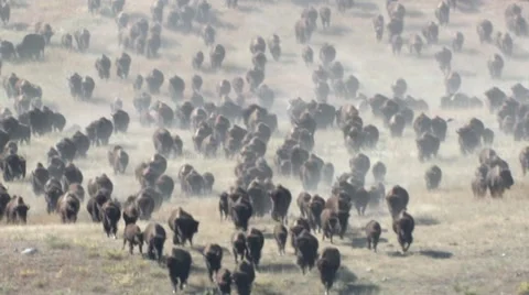 Bison aka Buffalo Running Herd Stampede Many Hundreds Great Plains Stock Footage