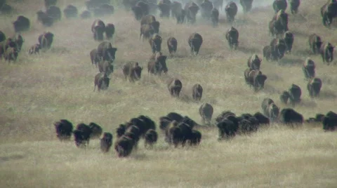 Bison aka Buffalo Stampede Large Herd Running in Great Plains Stock Footage
