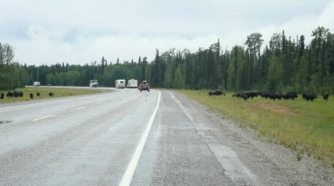 Bison on Alaska Highway Canada P HD 7690 Stock Footage 832189