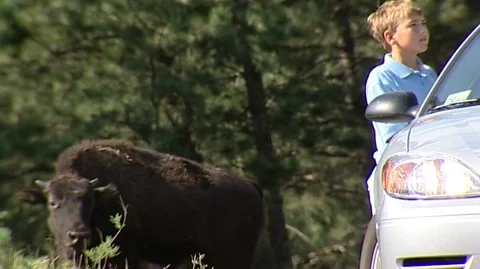 Bison Along Road in Custer State Park in South Dakota Stock Footage 93056526