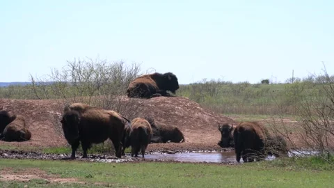 Bison American Buffalo Herd in Cap Rock Canyon State Park Texas Drinks Stock Footage 278273176