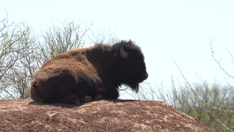 Bison American Buffalo Resting on Hill Another Walks By Stock Footage 278273620