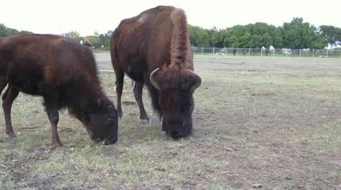 Bison and calf 스톡 동영상 12234884